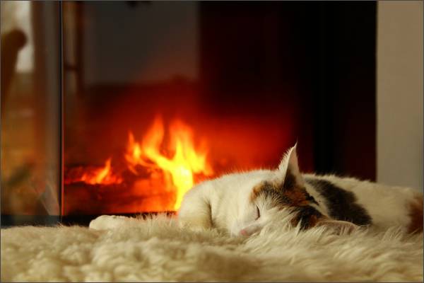 Kamin-Haustiere-Katze-Hund-Biofire